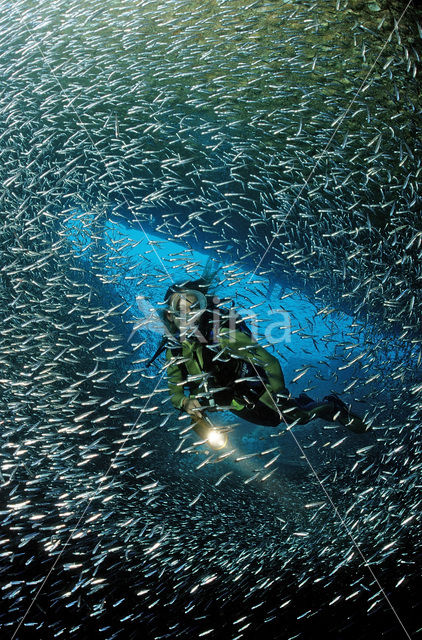 Indische glasvis (Parapriacanthus ransonneti)