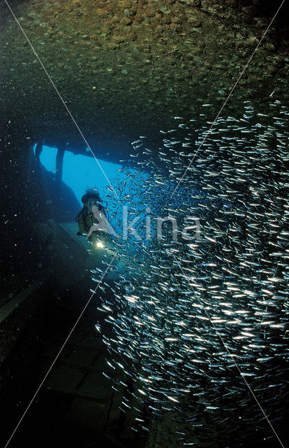Indische glasvis (Parapriacanthus ransonneti)