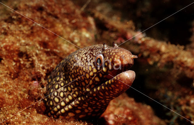 Juweel moray (Muraena lentiginosa)