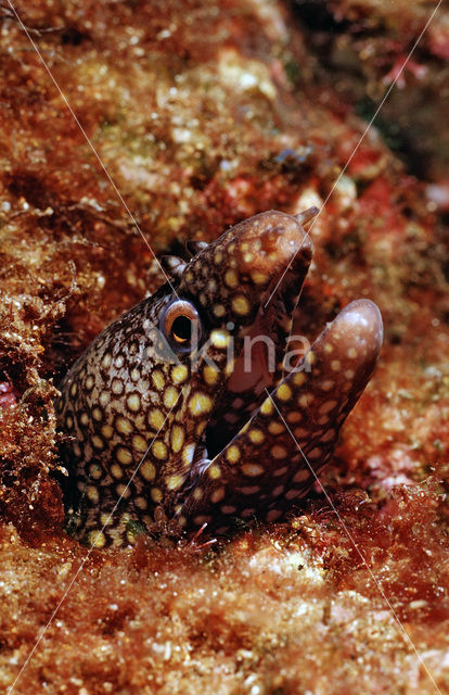 Jewel moray (Muraena lentiginosa)