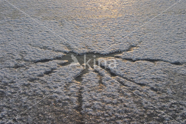 Kampina