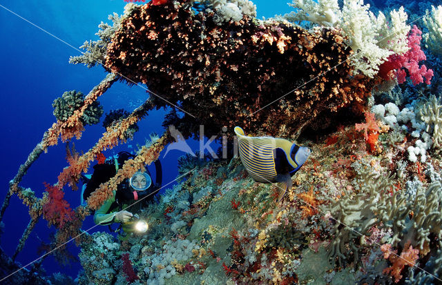 Emperor Angelfish (Pomacanthus imperator)