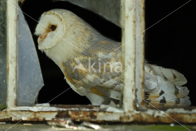 Barn Owl (Tyto alba)