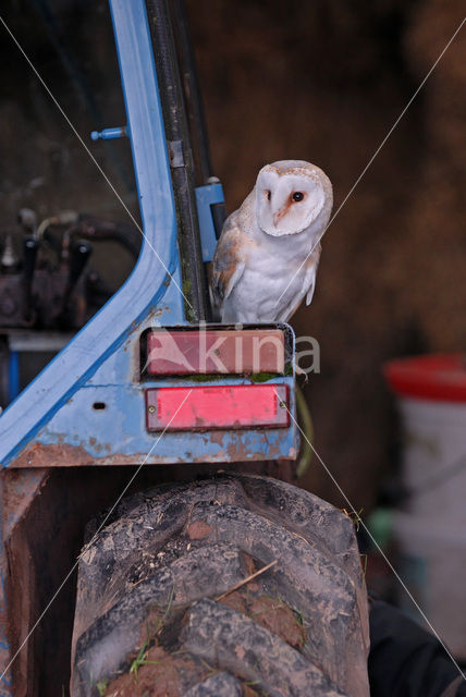 Kerkuil (Tyto alba)