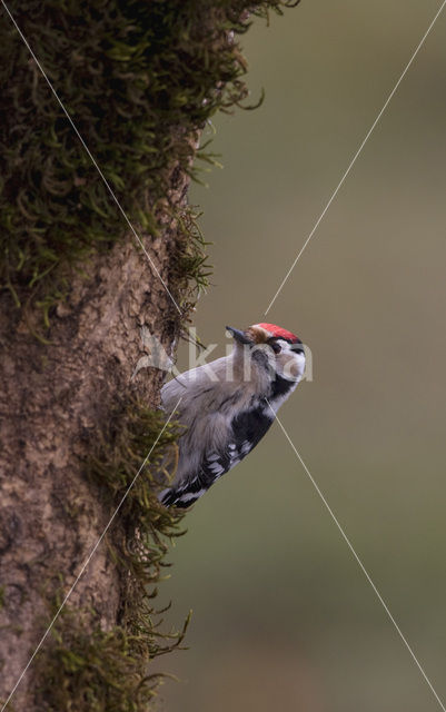 Lesser Spotted Woodpecker (Picoides minor)