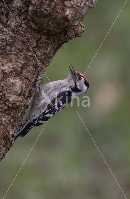 Kleine Bonte Specht (Picoides minor)