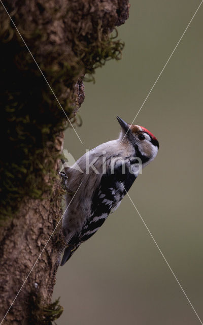 Kleine Bonte Specht (Picoides minor)