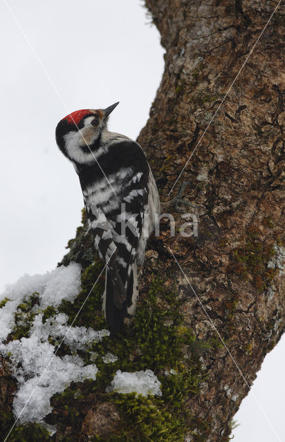 Lesser Spotted Woodpecker (Picoides minor)