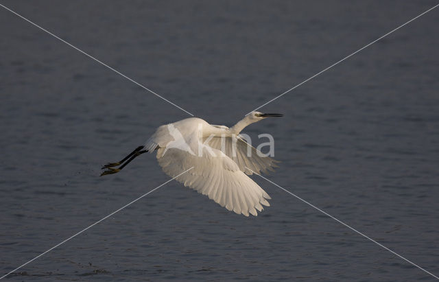 Little Egret (Egretta garzetta)