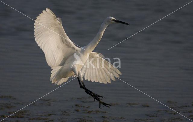 Little Egret (Egretta garzetta)