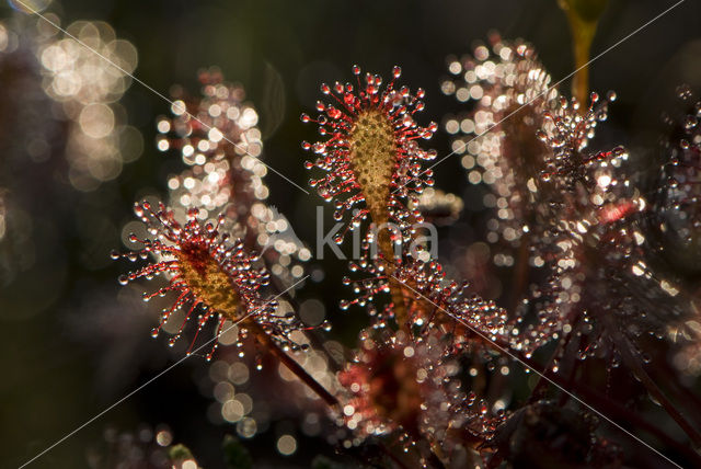 Kleine zonnedauw (Drosera intermedia)