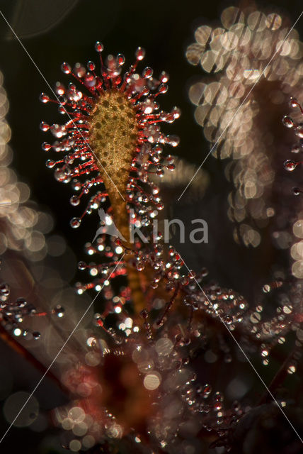 Oblong-leaved Sundew (Drosera intermedia)