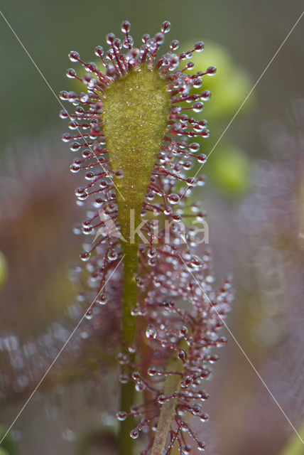 Oblong-leaved Sundew (Drosera intermedia)