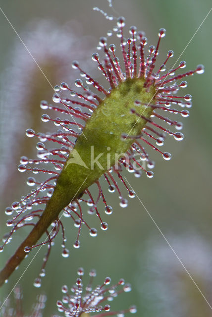 Kleine zonnedauw (Drosera intermedia)