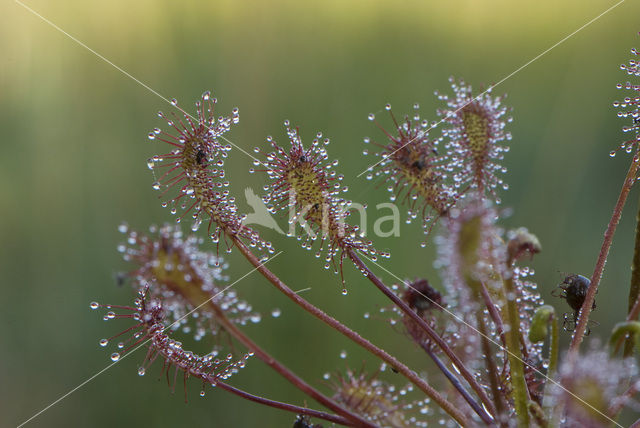 Kleine zonnedauw (Drosera intermedia)