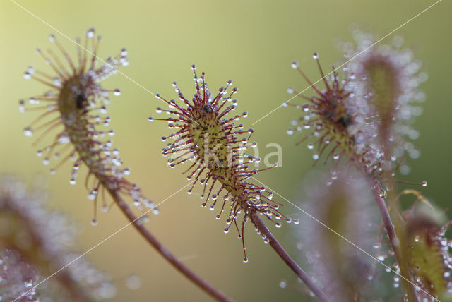 Oblong-leaved Sundew (Drosera intermedia)