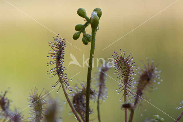 Oblong-leaved Sundew (Drosera intermedia)