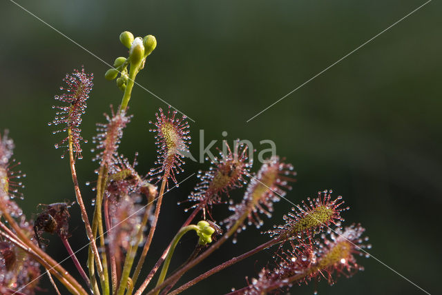 Kleine zonnedauw (Drosera intermedia)