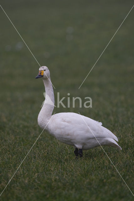 Kleine zwaan (Cygnus bewickii)