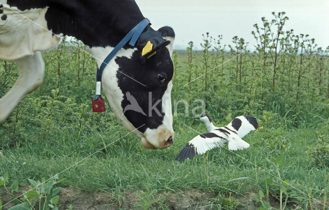 Pied Avocet (Recurvirostra avosetta)