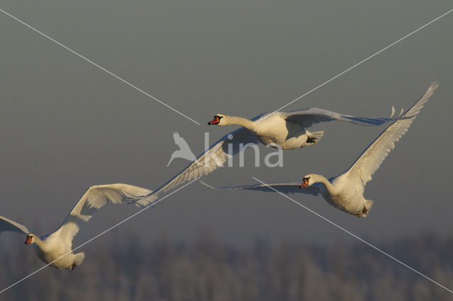 Knobbelzwaan (Cygnus olor)