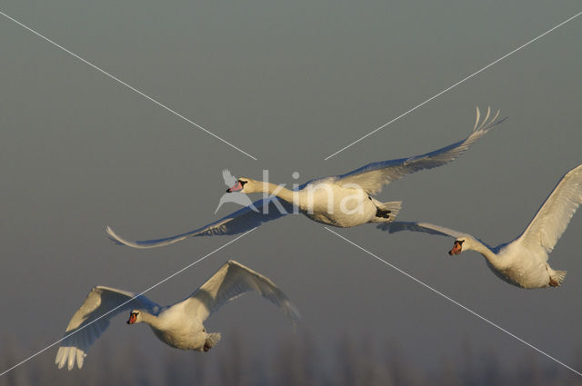 Knobbelzwaan (Cygnus olor)