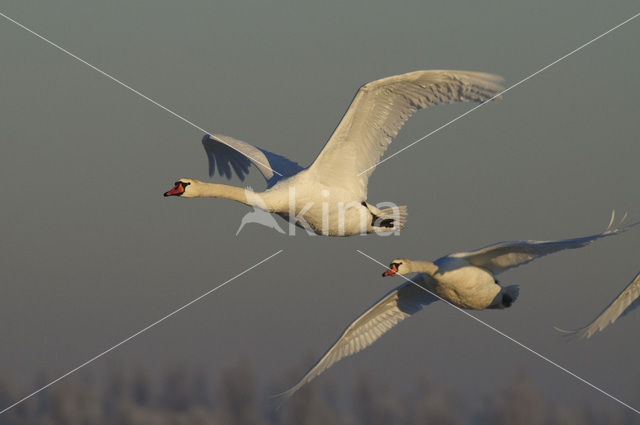 Knobbelzwaan (Cygnus olor)