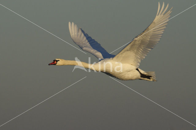Mute Swan (Cygnus olor)