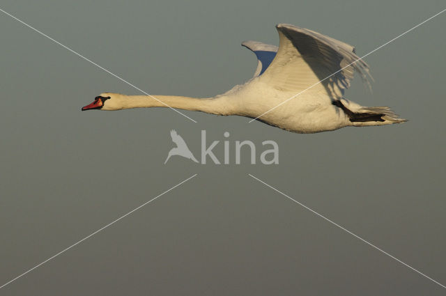 Mute Swan (Cygnus olor)