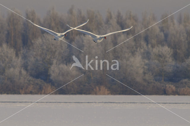 Mute Swan (Cygnus olor)