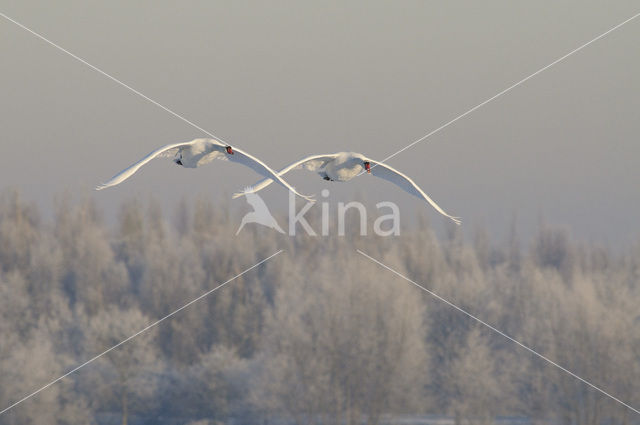 Mute Swan (Cygnus olor)
