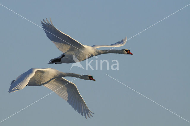 Mute Swan (Cygnus olor)