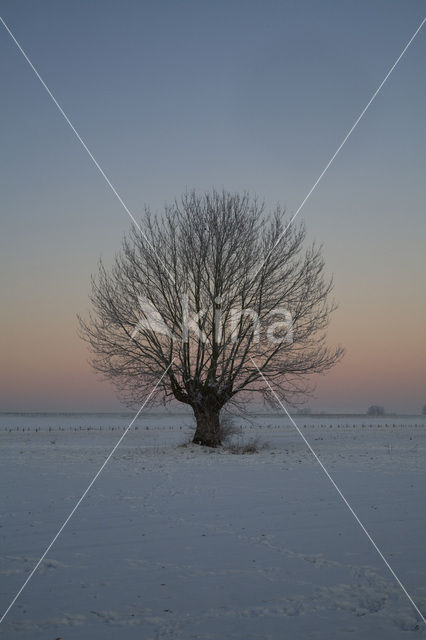 Knotwilg (Salix alba)