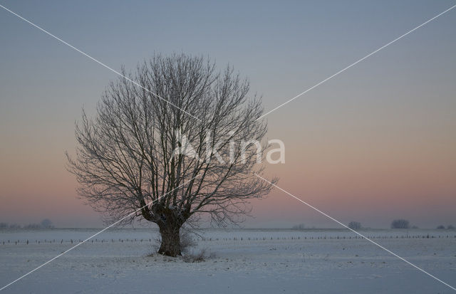 Knotwilg (Salix alba)