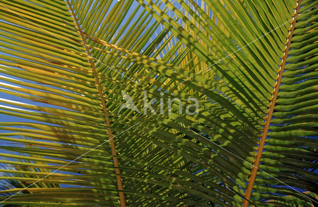 Coconut Palm (Cocos nucifera)