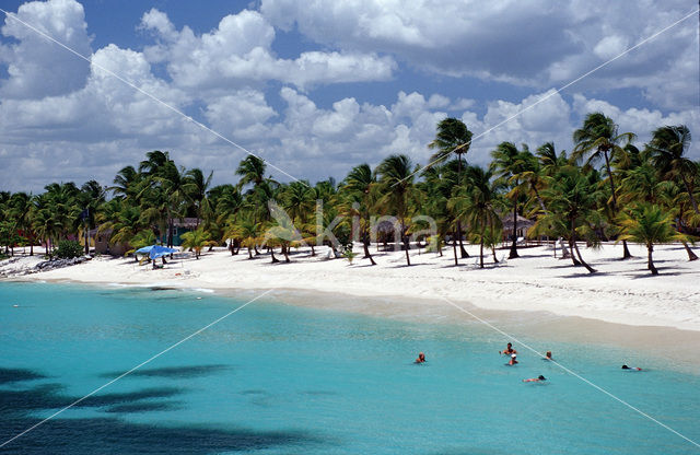 Coconut Palm (Cocos nucifera)