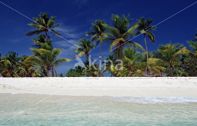 Coconut Palm (Cocos nucifera)