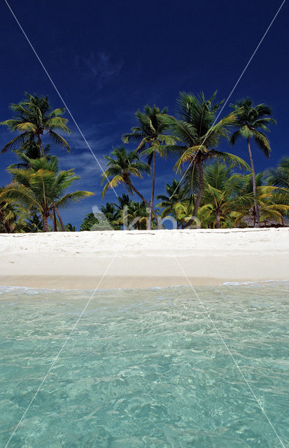 Coconut Palm (Cocos nucifera)