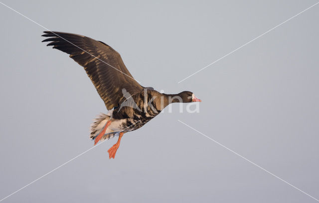 White-fronted goose (Anser albifrons)