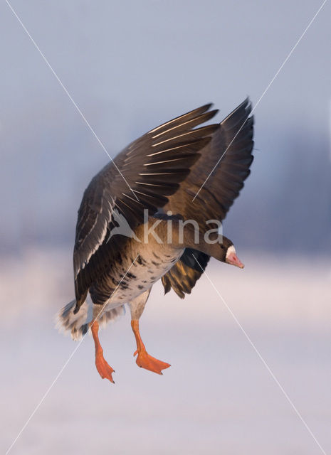 White-fronted goose (Anser albifrons)