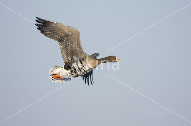 White-fronted goose (Anser albifrons)