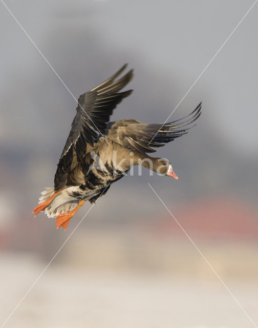 White-fronted goose (Anser albifrons)