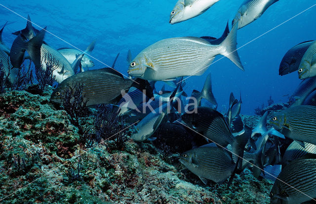 Konijnvis (Siganus sp.)