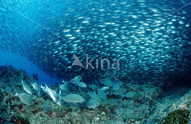 Rabbitfish (Siganus sp.)