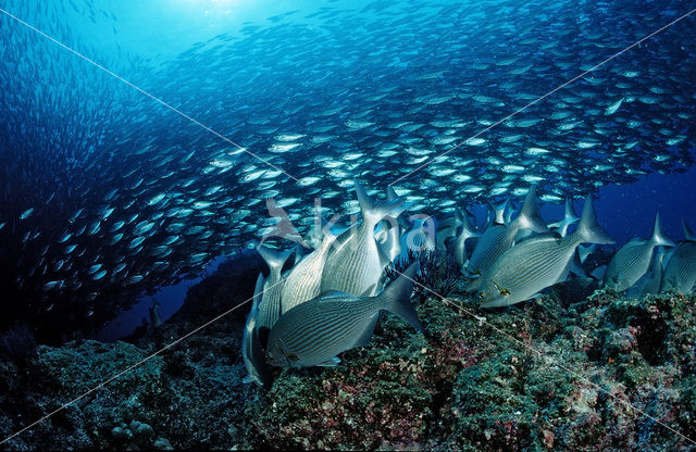 Rabbitfish (Siganus sp.)