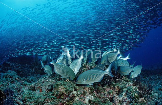 Rabbitfish (Siganus sp.)