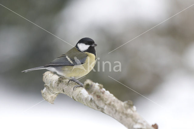 Koolmees (Parus major)