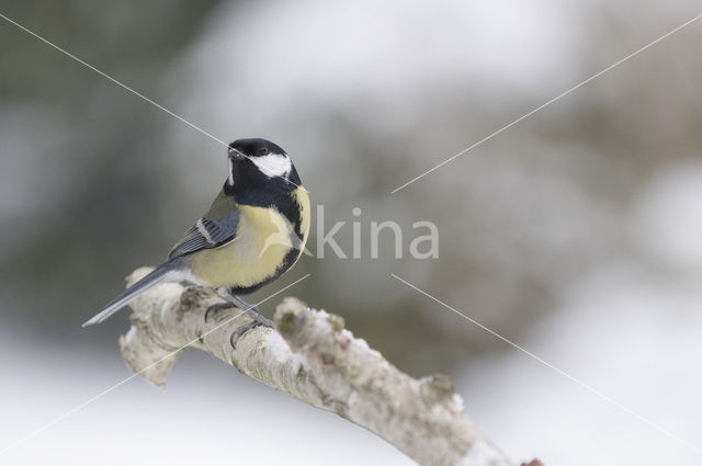 Great Tit (Parus major)