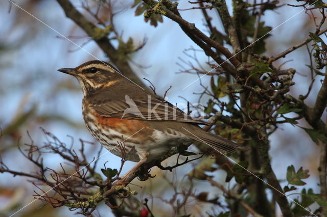 Koperwiek (Turdus iliacus)