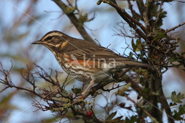 Koperwiek (Turdus iliacus)